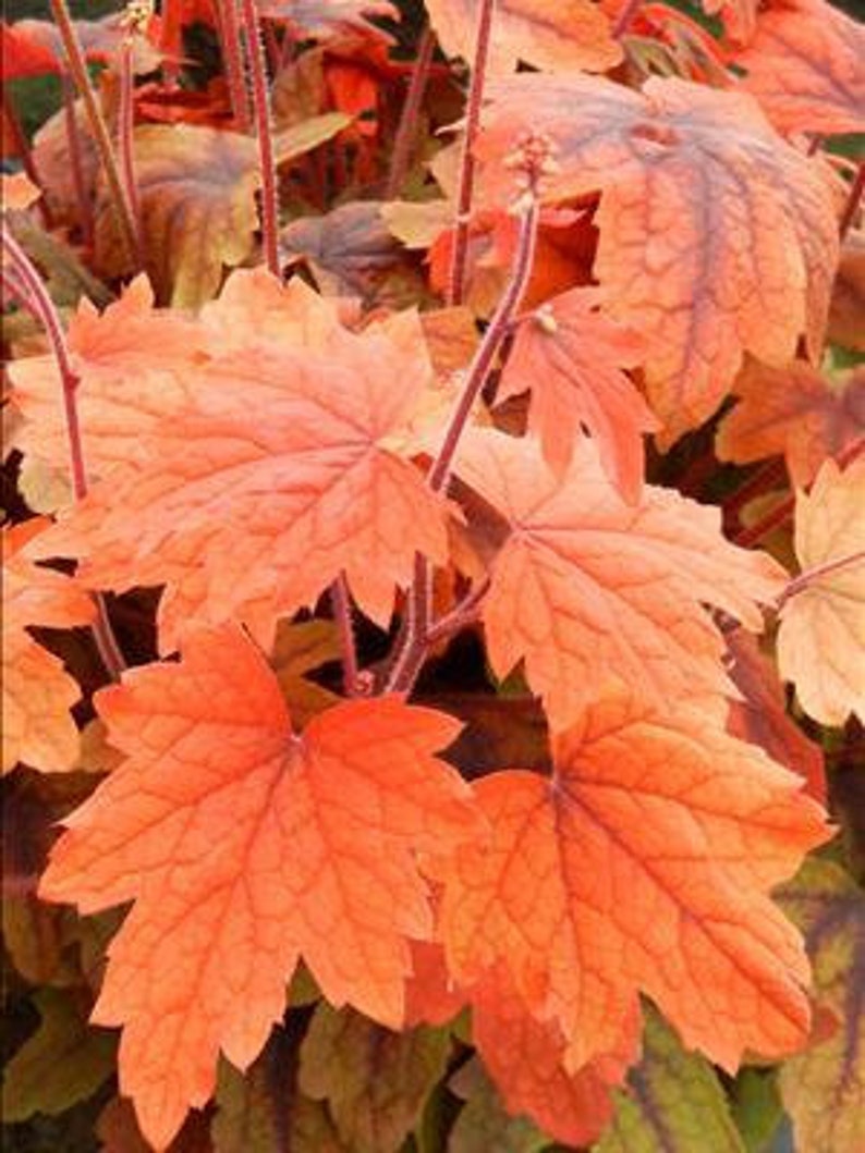 May include: Close-up of a plant with vibrant orange and red leaves. The leaves have a delicate, lacy texture and are arranged in a cluster.