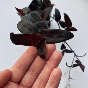 BLACK Tradescantia "Jose Puig" Gibasis Wandering Jew Red Gem Burgundy Zebrina House Plant Purple Heart Fast Growing Plants Rare
