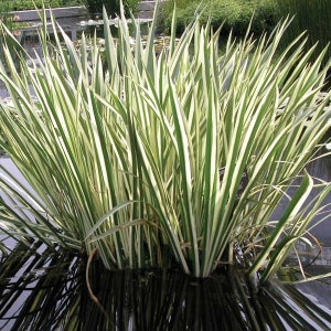 May include: A clump of green and white striped grass growing in a pond. The grass is tall and slender, with a sharp point at the top. The water is dark and murky.