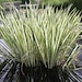 see more listings in the Ornamental Grass section