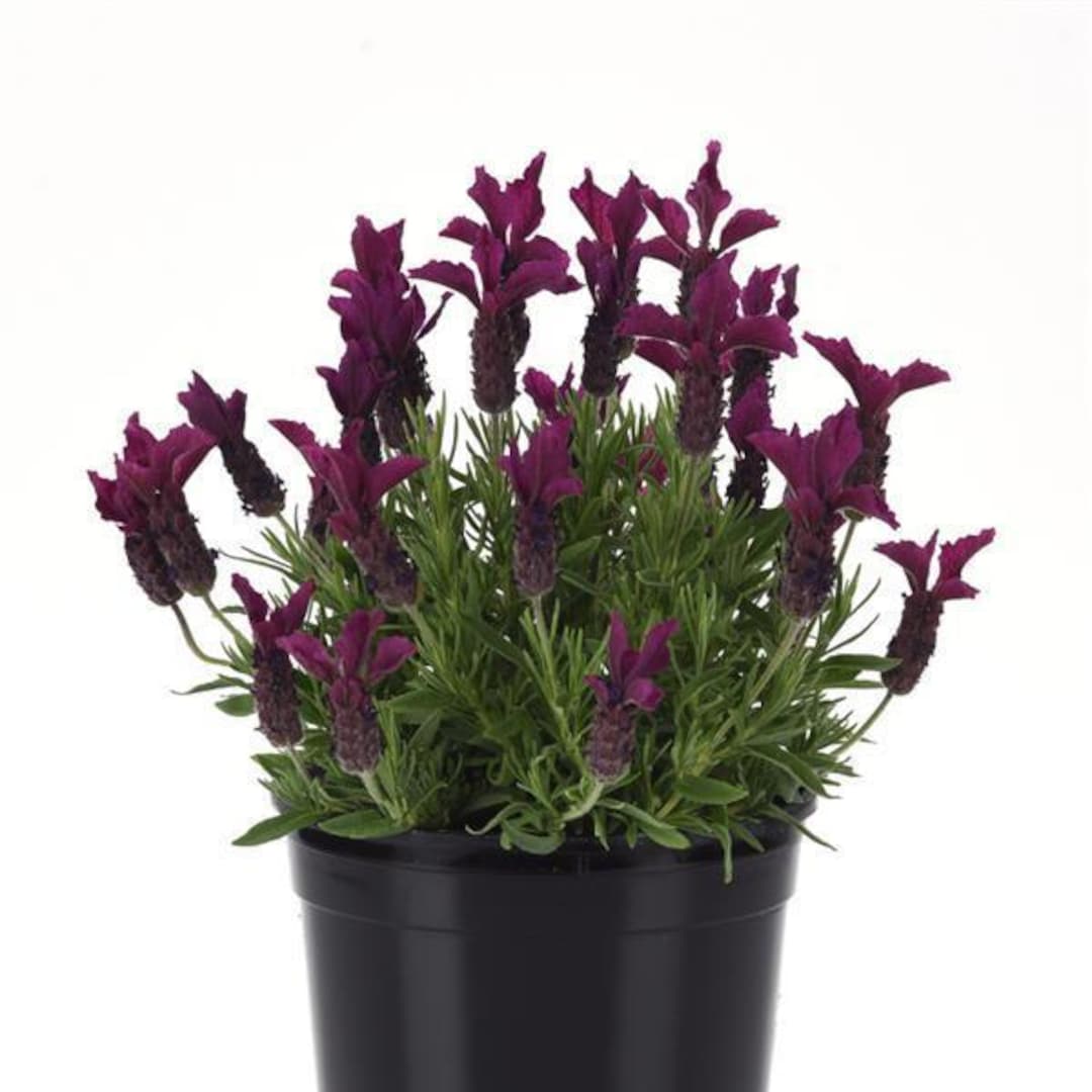 Burgundy Anouk Lavender - Etsy