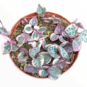 May include: A small potted plant with heart-shaped leaves that are green with white and pink variegation.