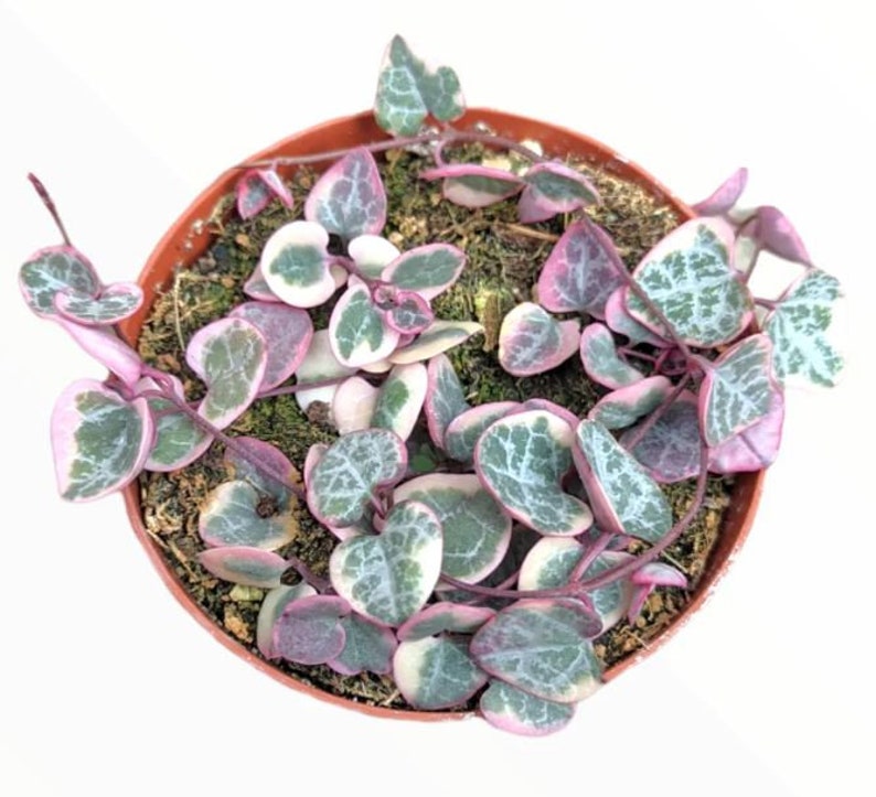 Rare Pink Variegated String of Hearts Plant Live in Pot Etsy