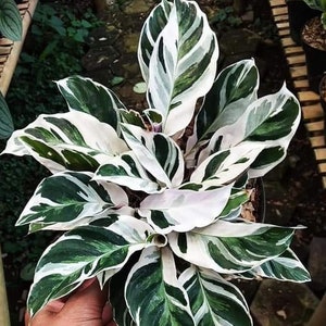 Calathea White Fusion Plant Houseplants Live Plants House Plant 2.5" x 4" Inch Pot Small Starter Fast Growing Plants Variegated