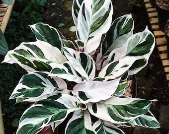 Calathea White Fusion Plant Houseplants Live Plants House Plant 2.5" x 4" Inch Pot Small Starter Fast Growing Plants Variegated