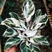 see more listings in the House Plant section