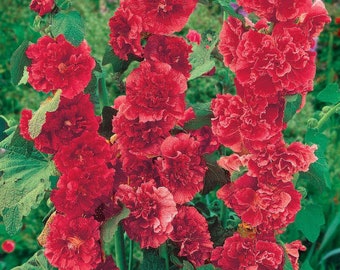 SPRING SALE - Double Red Hollyhock Plants Live Plant Flowers grows to 6-8 Feet Tall Perennial zone 4-9 fast growing plants