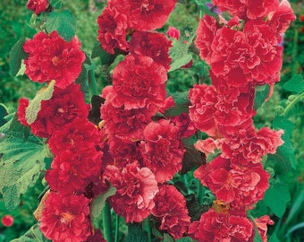 Double Red Hollyhock Plants Live Plant Flowers grows to 6-8 Feet Tall Perennial zone 4-9 fast growing plants