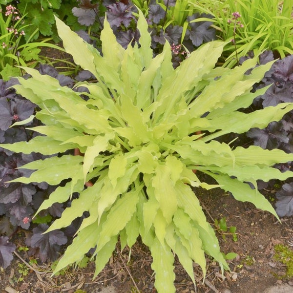 Hosta Wiggles and Squiggles Live Plants Flowers Perennial Starter root bulb rhizome Yellow Gold to Green Wavy Leaves SALE