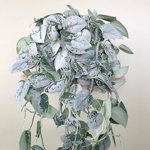 May include: A trailing plant with silver and green variegated leaves. The plant is growing in a pot and has long vines.