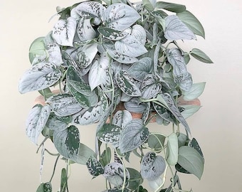 SUPER SALE Silver Satin Exotica Pothos Houseplants Live Plant in Pot indoor small starter USA Seller Rare Fast Growing Plants for Home Decor