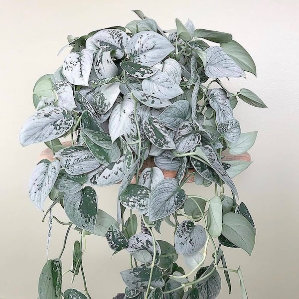 Silver Satin Exotica Pothos Houseplants Live Plant Pot indoor small starter Usa Seller Rare Fast Growing Plants for Home Decor
