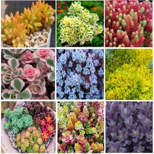 Cuttings Ultimate Rainbow Ground Cover Stonecrop Sedum Pack MIX Live Plants Landscape Plant Cuttings Bundle Easy to Root in Water