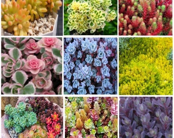 COLD Hardy Cuttings Ultimate Rainbow Ground Cover Stonecrop Sedum Pack MIX Live Plants Landscape Plant Cuttings Bundle Easy to Root in Water