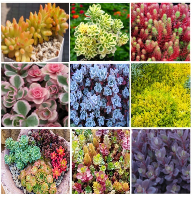 Cuttings Ultimate Rainbow Ground Cover Stonecrop Sedum Pack MIX Live Plants Landscape Plant Cuttings Bundle Easy to Root in Water image 1