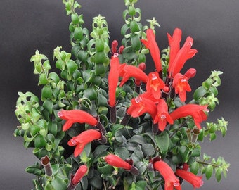 Red Lipstick Vine Plant Live in Pot Perfect Gift House Plant Indoor Plants