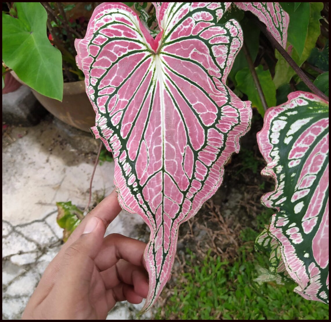 SPRING SALE - Thai Beauty Caladium Bulbs PPP Live Plant | Houseplants ...