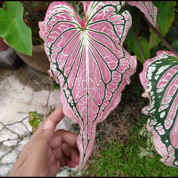 Thai Beauty Caladium PPP Plant Houseplants Live Plants Bulbs or 2.5" x 4" Inch Pot Pink Small Starter Pre-Order March