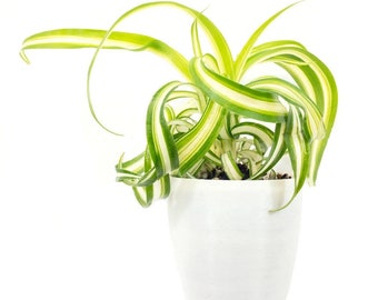 SALE Spider Plant Curly Houseplants Live Plant in Pot indoor 2.5" Pot Rare Fast Growing Plants Home Decor Gift