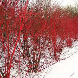 RED Twig Dogwood Plant Cuttings Your Choice of 1,2,3,4 or 5 cuttings plants Fast Growing Trees Shipping NOW