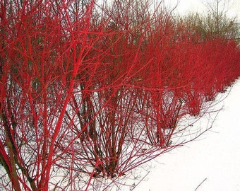 RED Twig Dogwood Plant Cuttings Your Choice of 1,2,3,4 or 5 cuttings plants Fast Growing Trees Shipping NOW