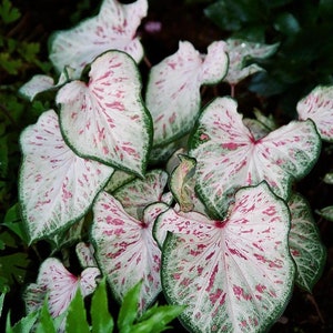 Candyland Caladium Plant Houseplants Live Plants Bulbs or 2.5" x 4" Inch Pot Pink Small Starter Fast Growing