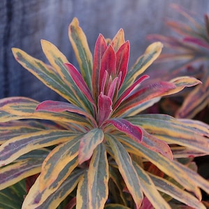 Euphorbia xmartinii Ascot Rainbow Live Shrub Flower Plants excellent combination of contrast in the Garden - Shipping Now Zones 3 - 9