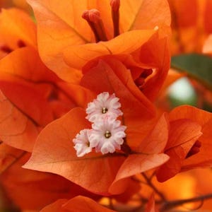 May include: Close-up of vibrant orange bougainvillea flowers with delicate white and pink blossoms. The image highlights the textured petals and intricate details of the tropical plant, showcasing its natural beauty. The bright colors create a visually appealing floral display.