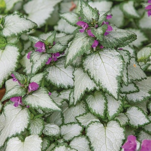 Puede incluir: Primer plano de un grupo de plantas con hojas plateadas y bordes verdes. Las plantas tienen peque&ntilde;as flores moradas.