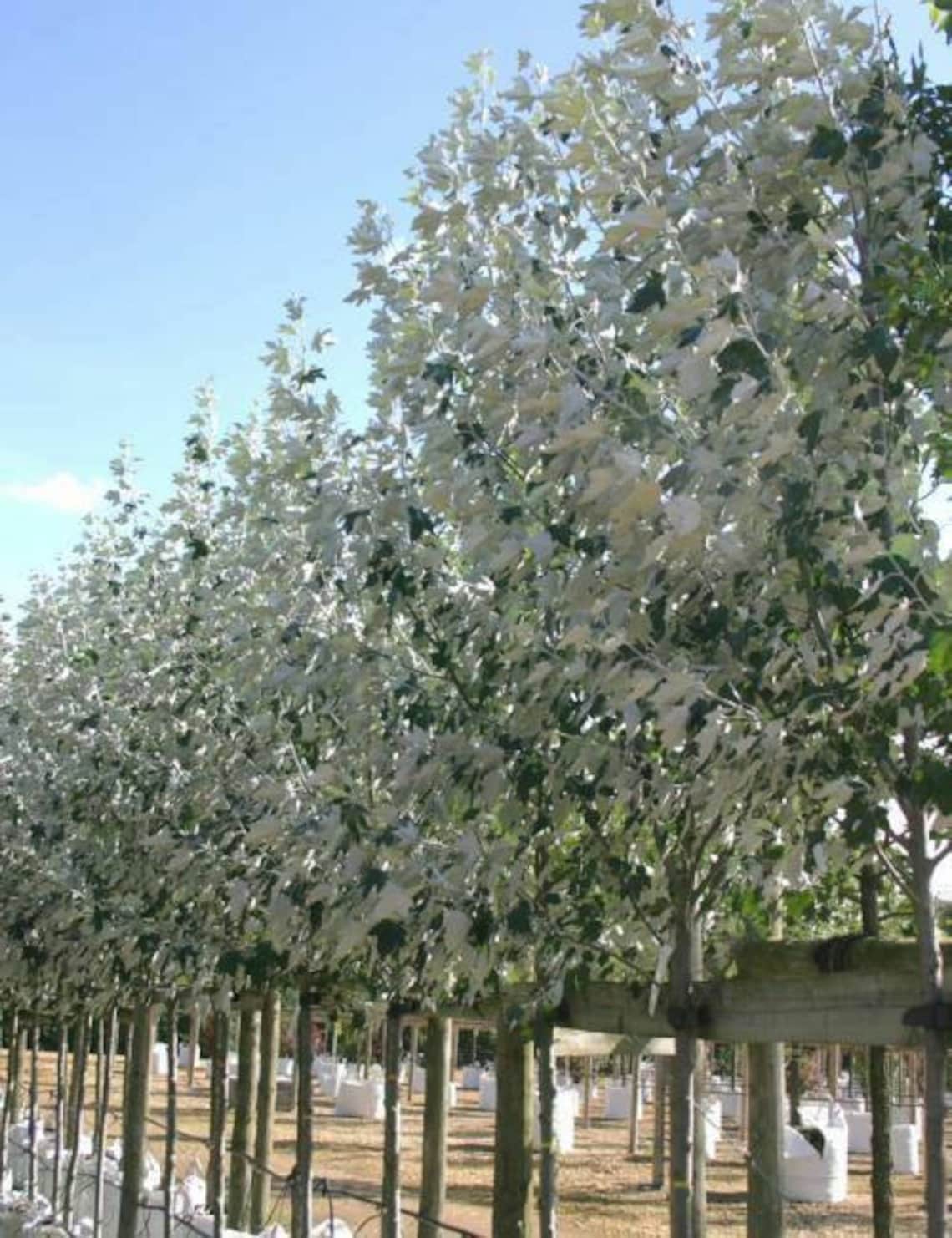 White Silver Poplar Tree 1 Live Plant Great Year Round Color Etsy
