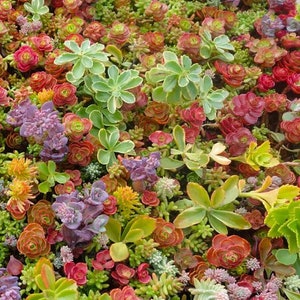 Cuttings Ultimate Rainbow Ground Cover Stonecrop Sedum Pack MIX Live Plants Landscape Plant Cuttings Bundle Easy to Root in Water image 3