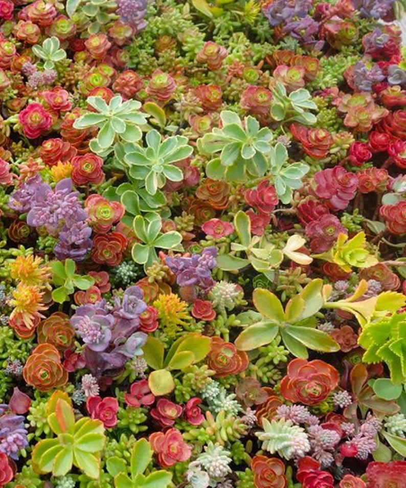 Paquet ultime de boutures d'orpin couvre-sol arc-en-ciel, mélange de plantes vivantes, lot de boutures de plantes paysagères faciles à enraciner dans l'eau image 3