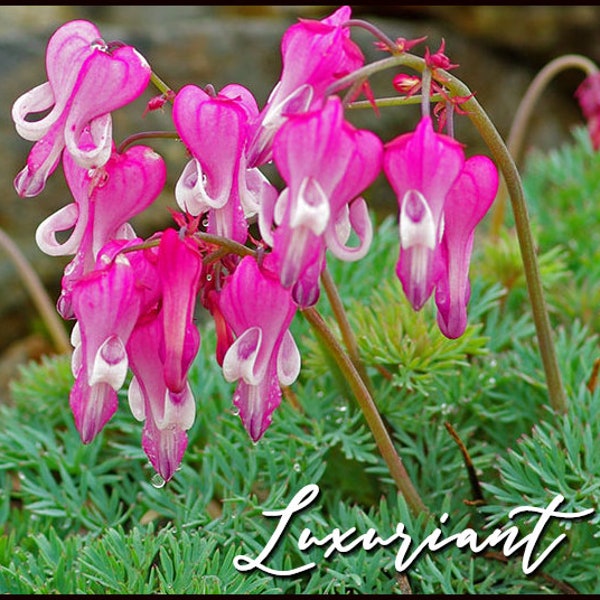 Luxuriant Bleeding Hearts Live Plant Perennial Shade Loving Shrubs Fast Growing Plants Zone 4-10 Pink Flowers