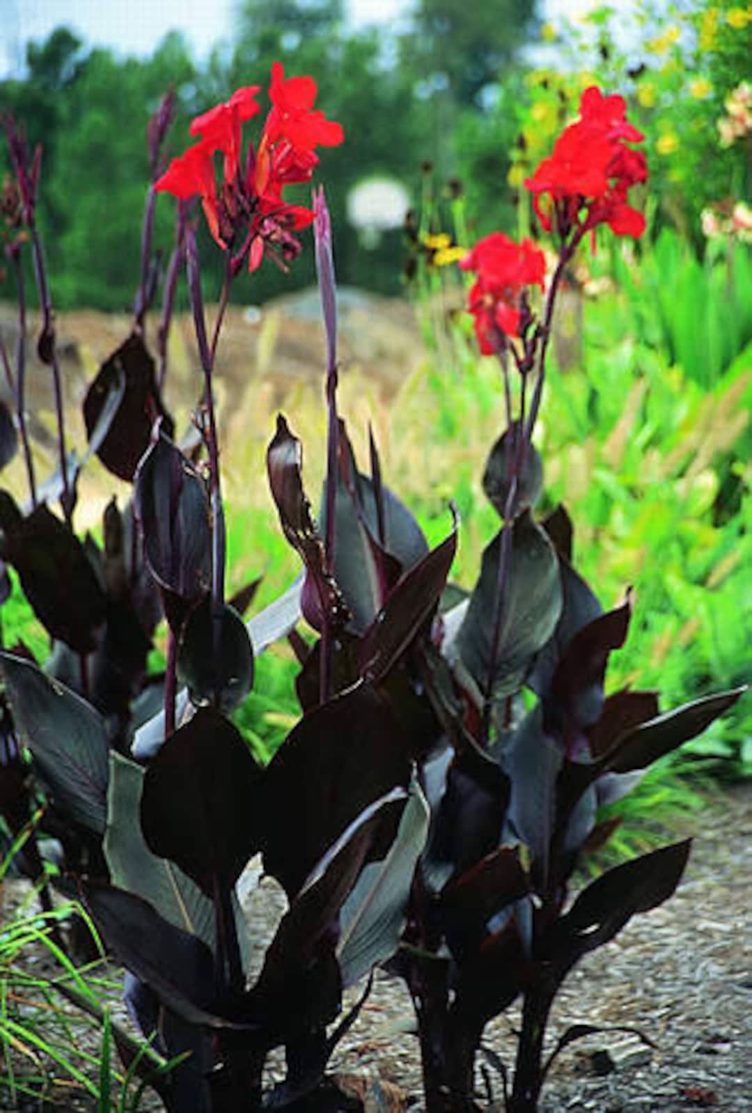 Black Canna Lily Dark Knight Red Flower Black Stems Bulbs Perennial
