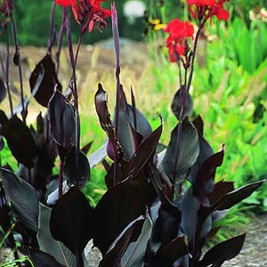 Black Canna Lily Dark Knight Red Flower Black Stems Bulbs Perennial Flowers Live Plant Root Rare Tropical Landscaping Plants