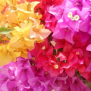 May include: A close-up of a bouquet of pink, red, and yellow bougainvillea flowers. The flowers are in full bloom and have a delicate, papery texture.