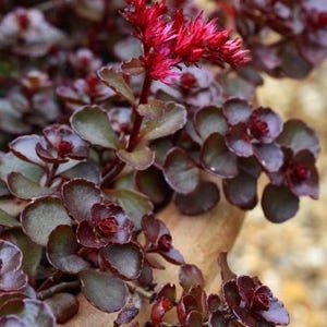 May include: Close-up of a plant with dark burgundy leaves and vibrant red flower clusters. The plant has small, rounded leaves and is likely a type of succulent or ornamental plant. The image is well-lit, highlighting the textures and colors.