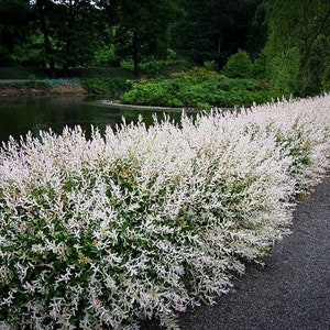 May include: A row of white and green shrubbery lines a gravel path next to a dark pond. The plants have white tips and green leaves, creating a striking contrast against the dark water and path.
