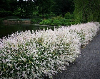 50 WHITE Willow Japanese Dappled Salix 'Hakuro Nishiki' Tree Small Starter Fast Growing Tree Live Plant