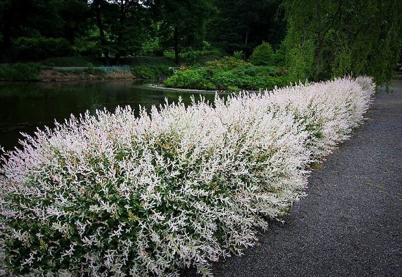 3 WHITE Willow Japanese Dappled Salix 'Hakuro Nishiki' Tree Small Starter Fast Growing Tree Live Plant image 1