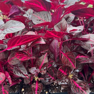 SUPER SALE - Bloodleaf Iresine RED Houseplants Live Plant in Pot indoor small starter Usa Seller rare Fast Growing Home Decor Succulents