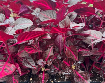 SUPER SALE - Bloodleaf Iresine RED Houseplants Live Plant in Pot indoor small starter Usa Seller rare Fast Growing Home Decor Succulents
