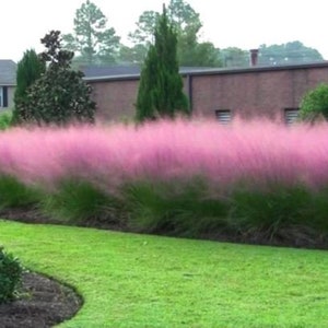PINK CLOUD Perennial Grass Muhlenbergia Live Plant pink flowers in summer SALE by 5 get 1 free