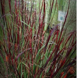 May include: A close-up of a clump of red and green ornamental grass. The grass has long, thin blades that are a deep red color. The grass is growing in a garden setting.