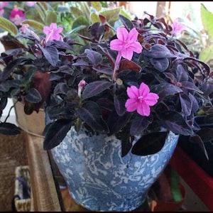 May include: A potted plant with dark purple leaves and pink flowers. The plant is in a blue and white ceramic pot with a decorative pattern.