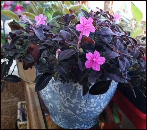 small indoor plant pots Costa Farms Live Plants (3 Pack), Easy to Grow Real Indoor Houseplants, Air  Purifying Plants, Grower's Choice in Home Décor Indoors Plant Pots, New  House Gift or Room Décor