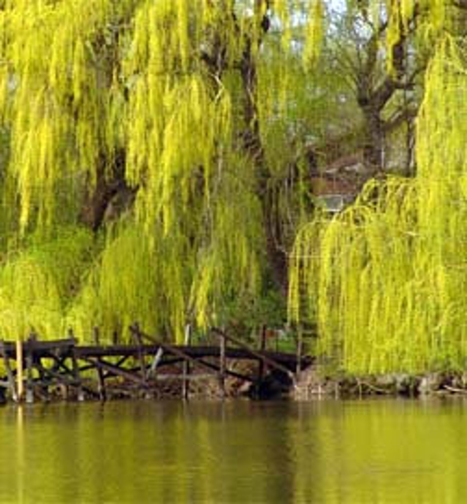 Niobe Golden Weeping Willow Tree Seedling Fast Growing Trees Etsy