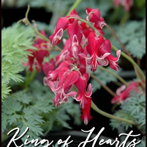 King of Hearts Bleeding Hearts Live Plant Perennial Shade Loving Shrubs Fast Growing Plants Zone 4-10 Red Flowers