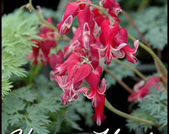 King of Hearts Bleeding Hearts Live Plant Perennial Shade Loving Shrubs Fast Growing Plants Zone 4-10 Red Flowers