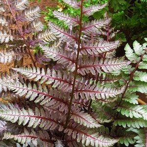 May include: A close-up of a fern with dark green and silver-grey fronds. The fern has a reddish-brown stem.
